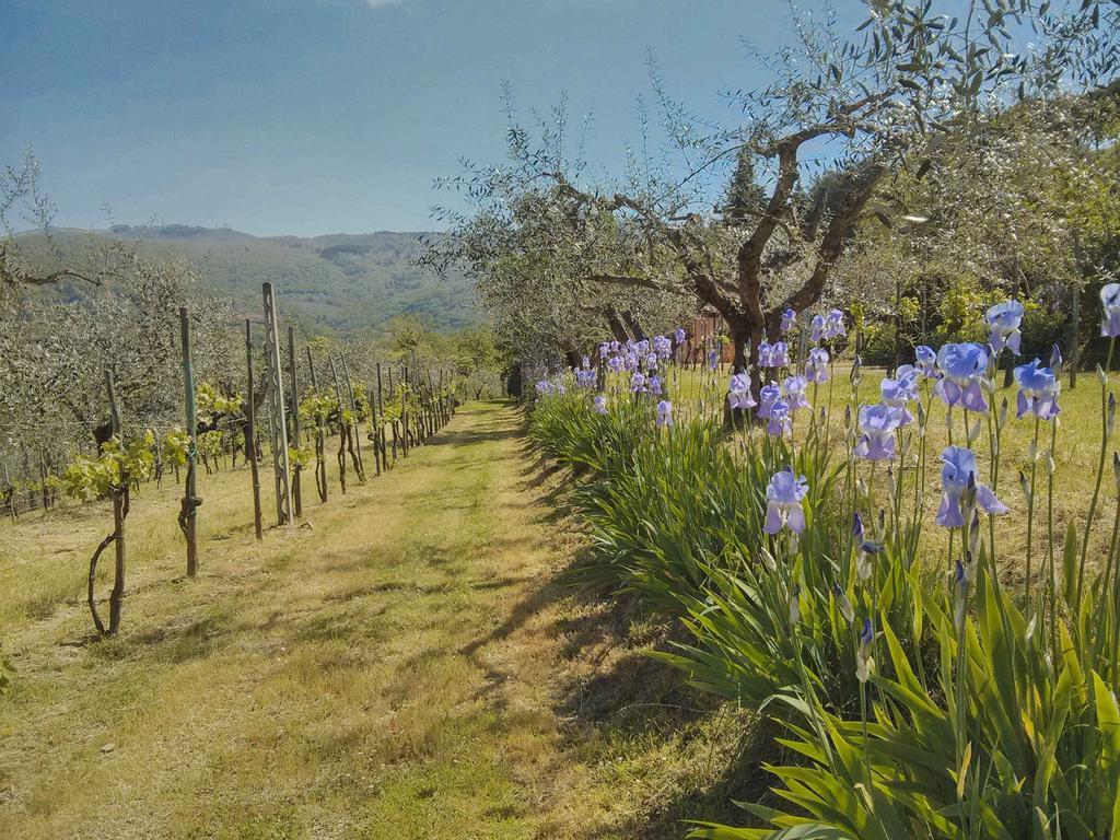 Tuscany Roses Арецо Екстериор снимка